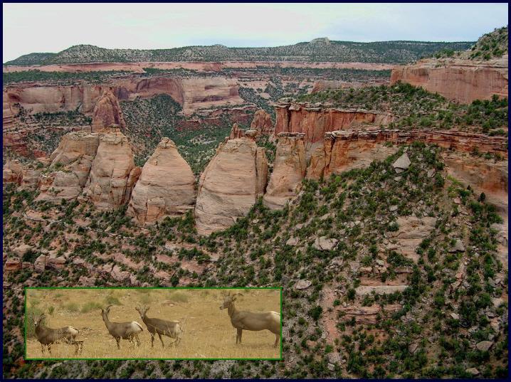 Background-Coke Ovens   Inset-Bighorn Mountain Sheep