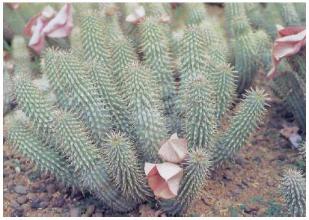 Hoodia gordonii today