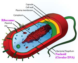 prokaryote cell
