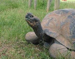 Methusela the Giant Tortoise