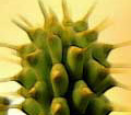 Hoodia - natural plant that helps fight fat