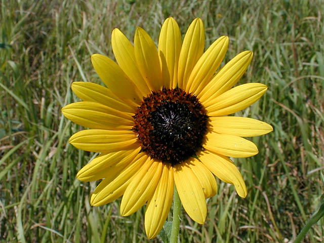 sunflowerpix