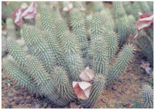 African plant Hoodia help fight fat