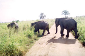 Wasgamuwa Elephants
