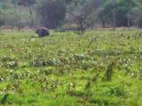 Wasgamuwa Elephants