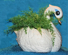 A clear, white glazed, ceramic swan planter with blue eyes and air fern.