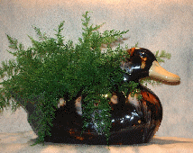 A chocolate marbelized glazed, ceramic duck planter with air fern.