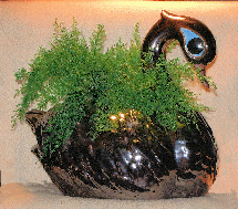 A deep brown 
glazed, ceramic swan planter with air fern.