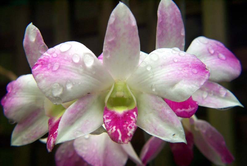 orchidna