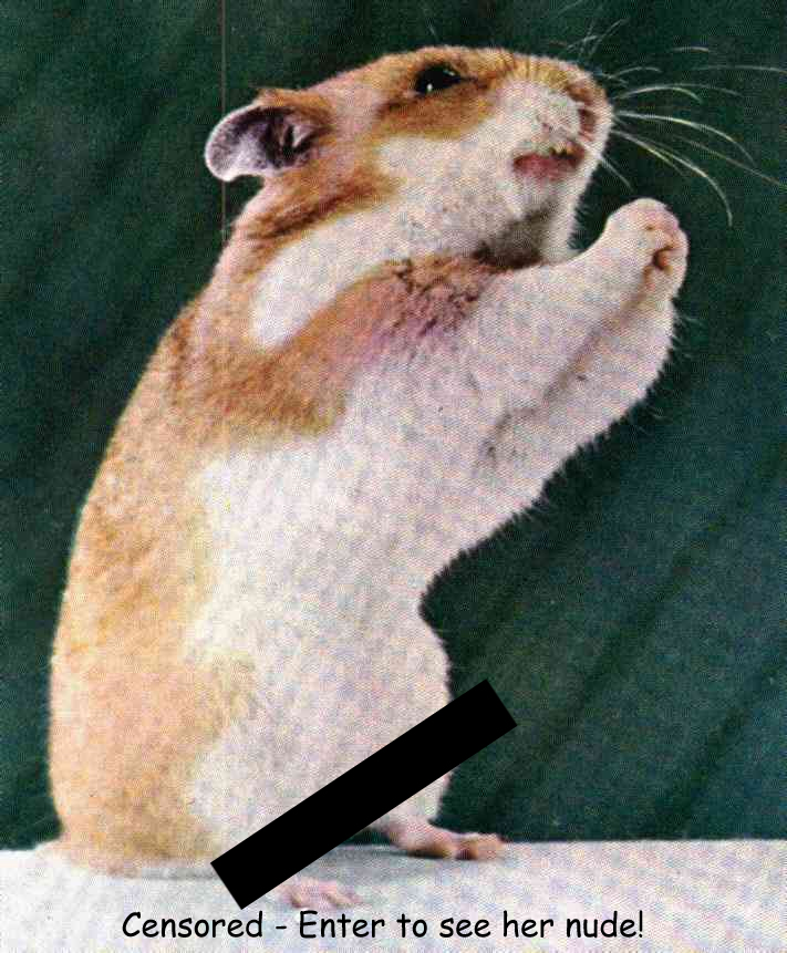 Hamsters Porn Sites 106