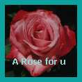 A Rose For U