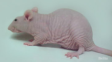 hairless hamsters for sale