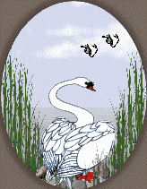 Swan Framed