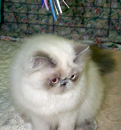 "Little Barbie", Lilac Point Himalayan@5 mths