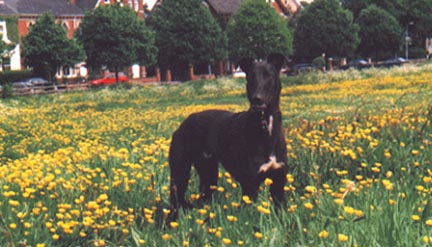I look good with yellow flowers