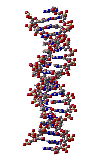 rotatingDNA.gif (352649 bytes)