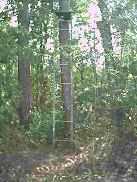Homemade Ladder Tree Stands for Hunting