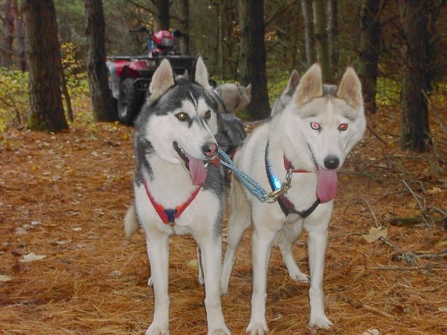 Siberians in fall training