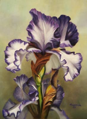 iris