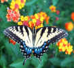 butterfly4.jpg (160579 bytes)