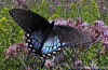 butterfly6.jpg (47892 bytes)