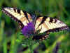 butterfly7.jpg (13671 bytes)