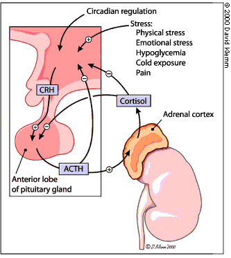 Adrenal hormones steroids