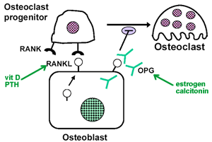 Activate Osteoclasts