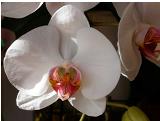 White Phalaenopsis 800x600 (23K)
