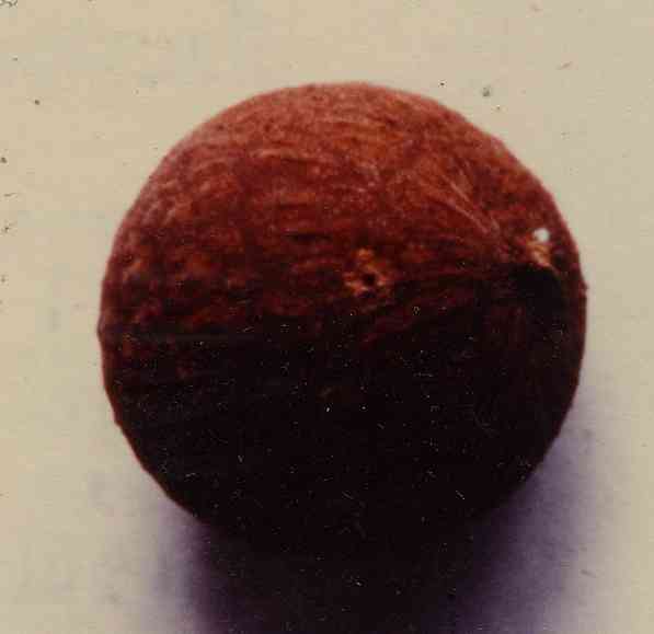 A hole in longan fruit caused by fruit piercing moths