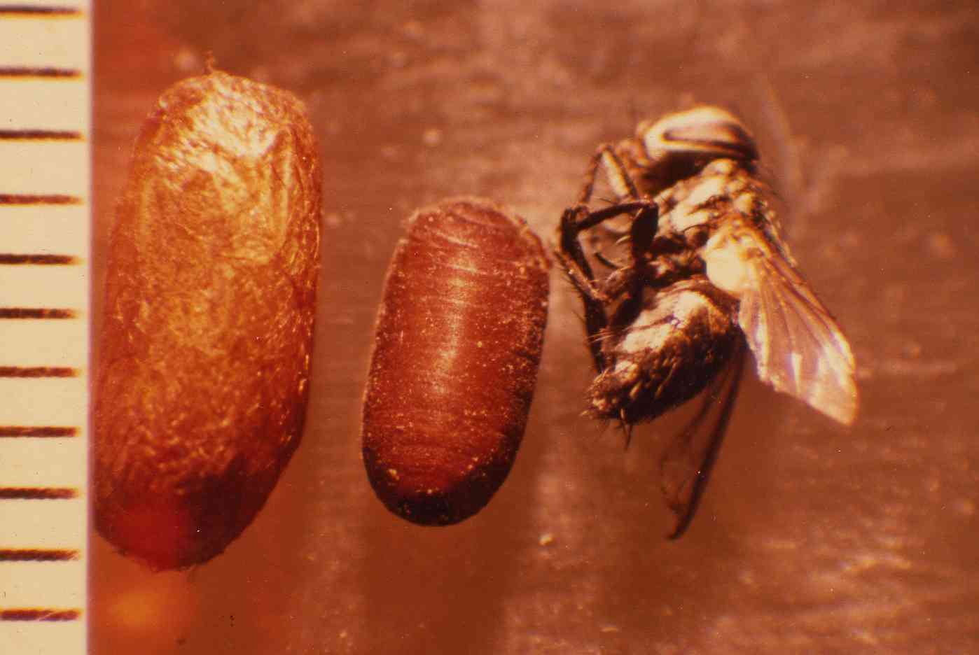 Parasitoid of pine sawflies