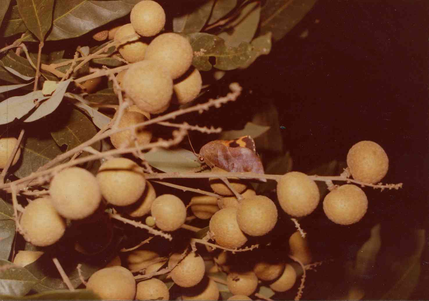 Male fruit piercing moth is sapping longan fruit