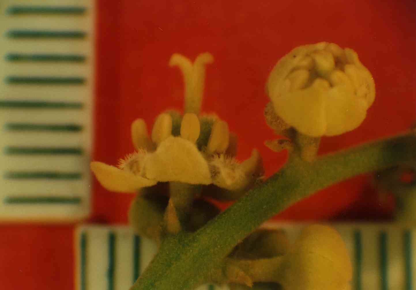 Female flower of longan