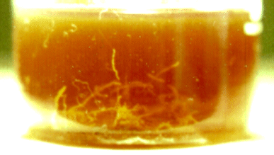 Hair-like formation growing in a beaker of silver cyanide