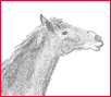 Have Your Neigh Image