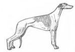 A Greyhound
