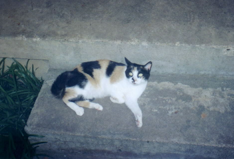 Cally, tayla's cat