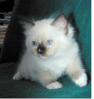 Ragdoll Kittens are affectionate