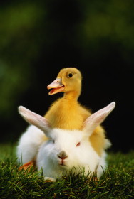 bunnyduck