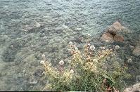 The flowers at the edge of Megali Amos Beach.