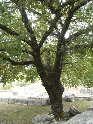 De boom van zeus - het orakel