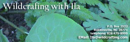 Please Visit Wildcrafting with Ila