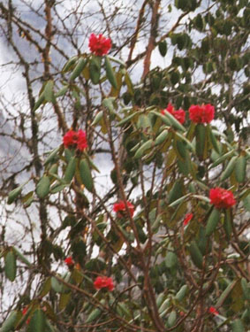 Rhododendron bushes and trees coming into full bloom