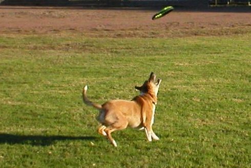 Cowher catching a Frisbee at the park