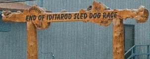 End of Iditarod Sled Dog Race
