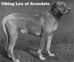 Viking Leo of Avondale