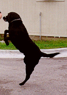 photo Sgt. Bubba jumping for joy