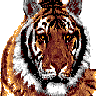 [Bengal Tiger] - Courtesy of Bangla Web
