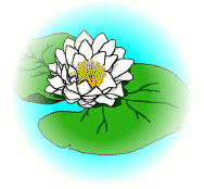 Water Lily [Shapla]