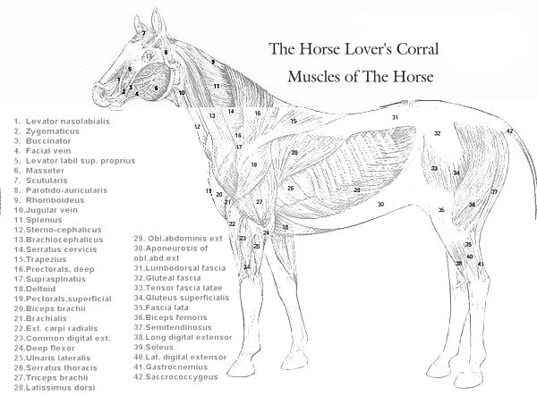 Equine Muscle Anatomy Chart